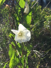 Calystegia sepium limnophila