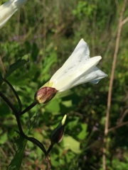 Calystegia sepium limnophila