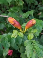 Campsis radicans