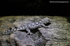 Tarentola mauritanica