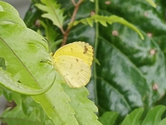 Eurema hecabe sulphurata