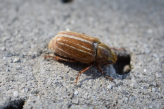 Polyphylla occidentalis