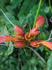 Campsis radicans
