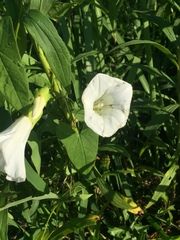 Calystegia sepium limnophila