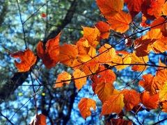 Acer morrisonense