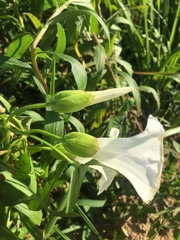 Calystegia sepium limnophila