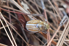 Polyphylla occidentalis