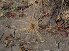 Spinifex
