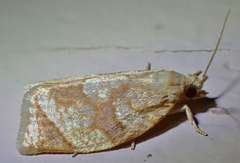 Adoxophyes negundana