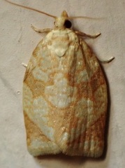 Adoxophyes negundana