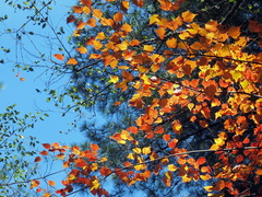 Acer morrisonense