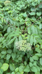 Sambucus canadensis