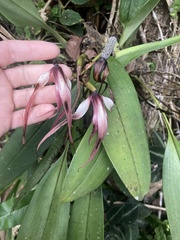 Maxillaria longissima
