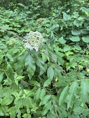 Sambucus canadensis