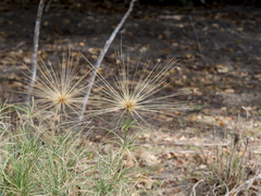 Spinifex