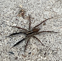Camptocosa parallela