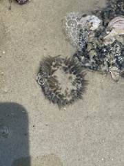 Bunodosoma cavernatum