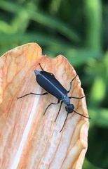 Epicauta atrata