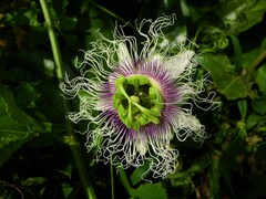 Passiflora edulis edulis