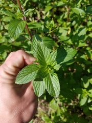 Mentha × piperita