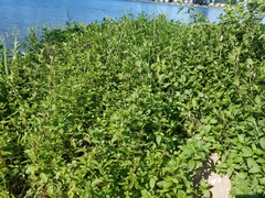 Mentha × piperita