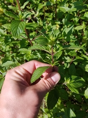 Mentha × piperita