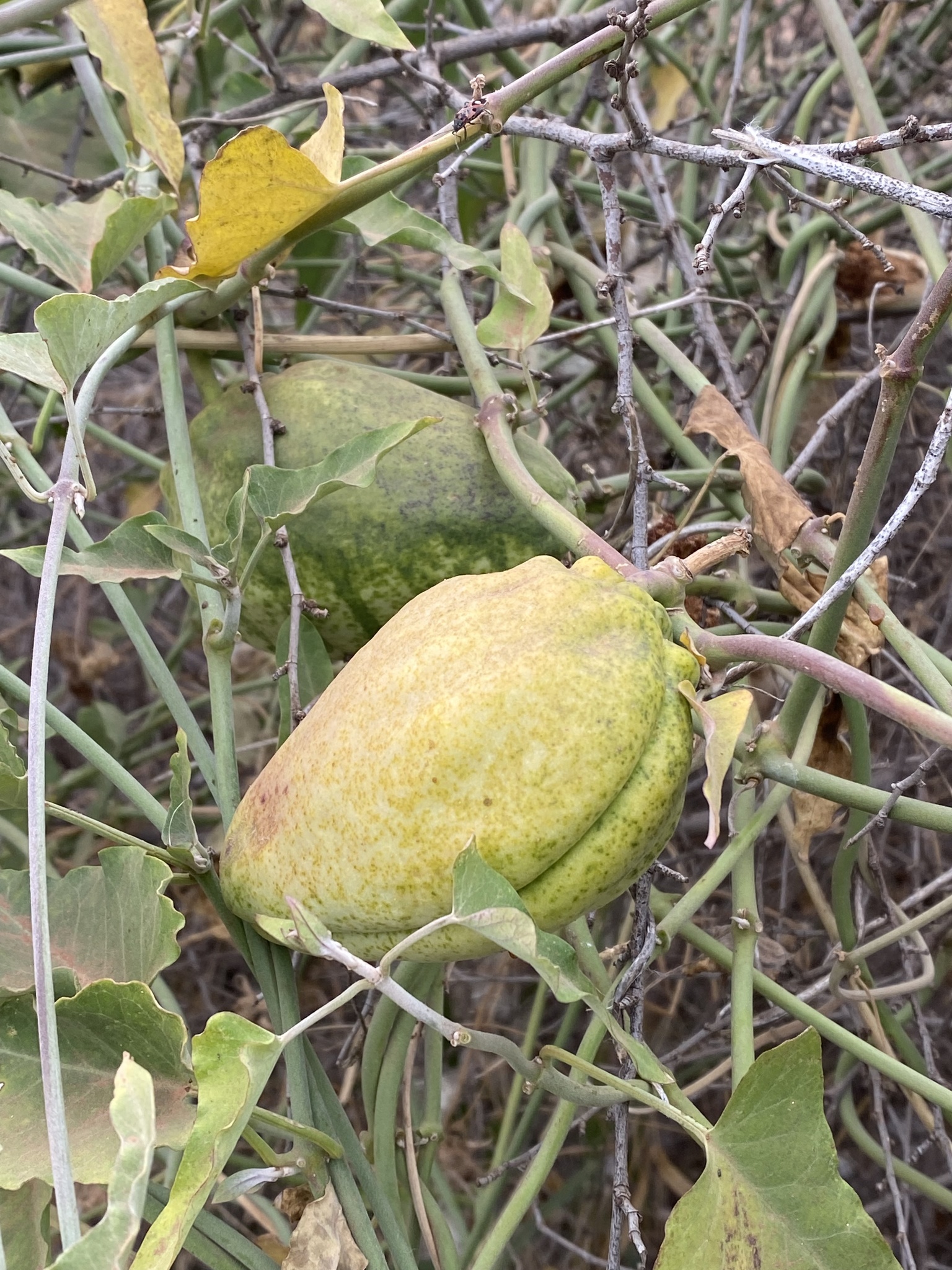 Araujia herzogii