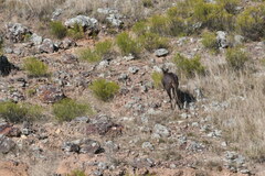 Osphranter robustus robustus