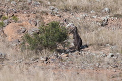 Osphranter robustus robustus