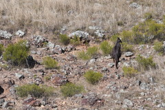 Osphranter robustus robustus