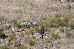 Osphranter robustus robustus