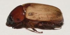 Cyclocephala melanocephala
