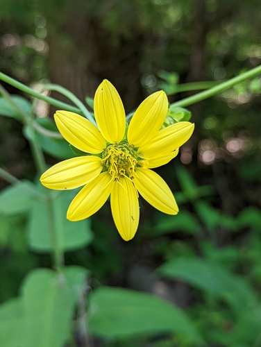 Image of Cumberland Rosinweed (Silphium brachiatum) by no rights reserved