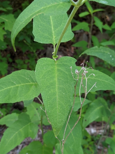 Image of Cumberland Rosinweed (Silphium brachiatum) by no rights reserved