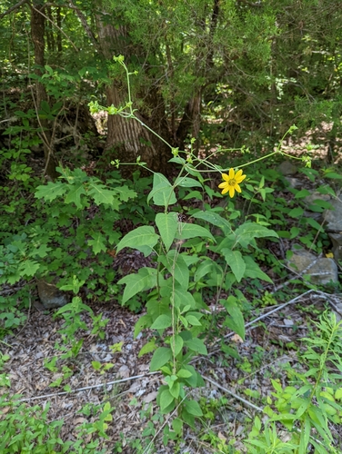 Image of Cumberland Rosinweed (Silphium brachiatum) by no rights reserved