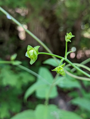 Image of Cumberland Rosinweed (Silphium brachiatum) by no rights reserved