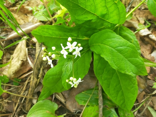 Image of Asian White Swallowwort (Vincetoxicum acuminatifolium) by no rights reserved
