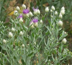 Leuzea repens