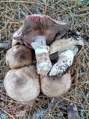 Agaricus benesii