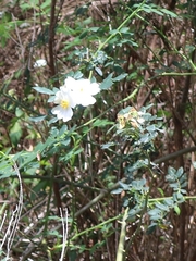 Rosa mandonii