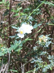 Rosa mandonii