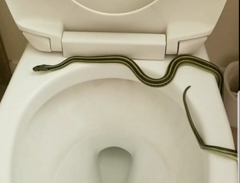 Western Ribbon Snake from Galveston, TX on June 24, 2022 by Susette