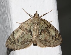 Hydriomena divisaria