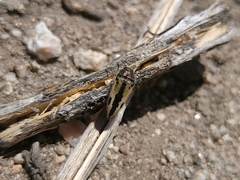 Acmaeoderini