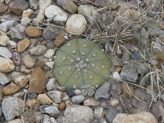 Astrophytum asterias