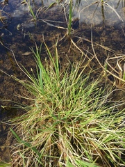 Carex canescens
