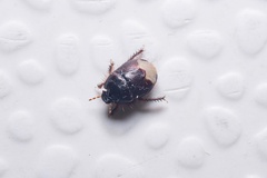 Microporus