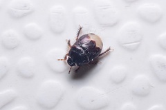 Microporus