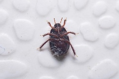 Microporus