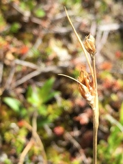 Juncus castaneus